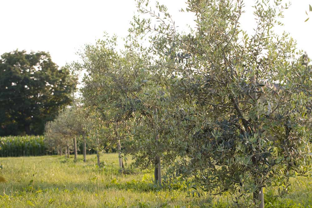 Alloggio Agrituristico a udine : Casale degli ulivi